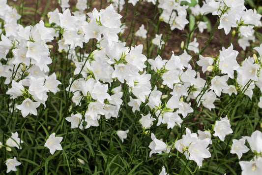 500 White PEACH LEAVED BELLFLOWER Campanula Persicifolia Flower Seeds