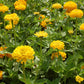 Canary Bird Zinnia – 100 Seeds