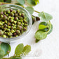 Caper Bush – 10 Seeds