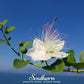 Caper Bush – 10 Seeds