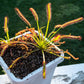 Venus Flytrap Repotting Kit - Premium Venus Flytrap Soil With High Quality Planters 5x5x7