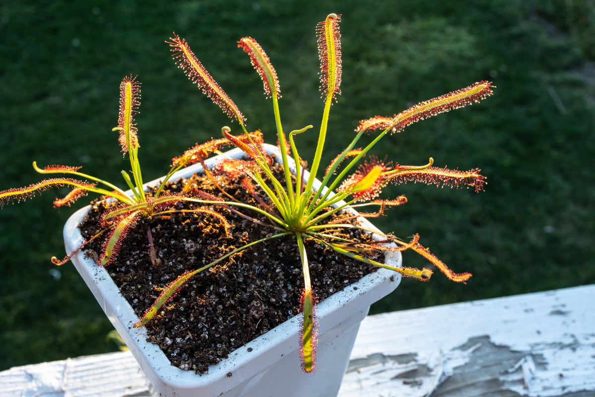 Venus Flytrap Repotting Kit - Premium Venus Flytrap Soil With High Quality Planters 5x5x7