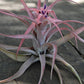 Tillandsia Capitata Peach