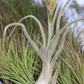 Tillandsia Caput Medusae