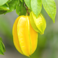 Star Fruit 'Sri Kembangan' (Averrhoa carambola)
