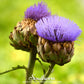 Cardoon – 25 Seeds