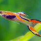 Assorted Endler's Livebearer