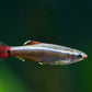 White Cloud Minnow