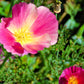 500 CARMINE King CALIFORNIA POPPY Pink Eschscholzia Californica Flower Seeds