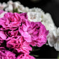 100 RAINBOW CARNATION Mix Mixed Colors Dianthus Caryophyllus Flower Seeds