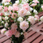 100 RAINBOW CARNATION Mix Mixed Colors Dianthus Caryophyllus Flower Seeds
