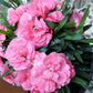 100 RAINBOW CARNATION Mix Mixed Colors Dianthus Caryophyllus Flower Seeds