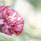 100 RAINBOW CARNATION Mix Mixed Colors Dianthus Caryophyllus Flower Seeds