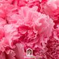 Rose Grenadin Carnation – 25 Seeds