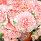 100 Mixed CARNATION / DOUBLE DIANTHUS Chinensis Flower Seeds