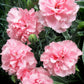 100 RAINBOW CARNATION Mix Mixed Colors Dianthus Caryophyllus Flower Seeds