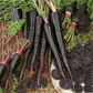 Black Nebula Carrot – 250 Seeds
