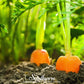 Danvers Carrot – 250 Seeds