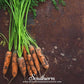 Little Finger Carrot – 250 Seeds