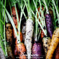 Rainbow Carrot – 100 Seeds