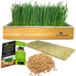 Self Watering Cat Grass Kit. The Easiest Way to Grow Cat Grass.