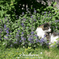 Lemon Catnip – 250 Seeds