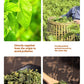 Chinese Folium Mori Mulberry Leaf Tea in Can – 250g
