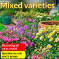 Easy-to-grow Outdoor Flower Seeds For Your Yard