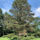 Cedrus Libani - 15 Seeds - Cedar of Lebanon Needled Evergreen Drought Tolerant Landscape Outdoor