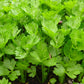 2000 CUTTING LEAF CELERY Apium Graveolens Soup Vegetable Herb Seeds