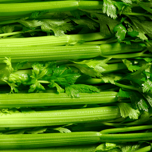 Tall Utah Celery Seeds