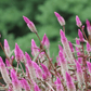Flamingo Feather Celosia – 40 Seeds
