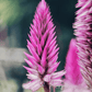 Flamingo Feather Celosia – 40 Seeds