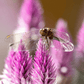 Flamingo Feather Celosia – 40 Seeds