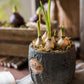 Cement Stone Tiny Garden Planter