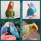 Parrot Bells Parrot Collar Necklace Parrot Decoration Parrot Scarf Clothes Budgerigar Peony Parrot Cockatiel Golden Sun Parrot