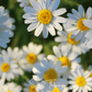 Roman Chamomile – 300 Seeds