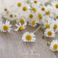 Roman Chamomile – 300 Seeds