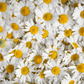Roman Chamomile – 300 Seeds
