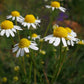 Chamomile Seeds