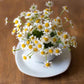 Chamomile Seeds