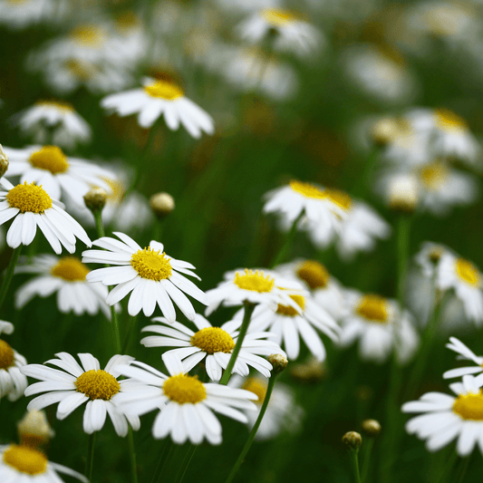 Chamomile Seeds
