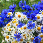 1000 Dwarf Blue BACHELORS BUTTON CORNFLOWER Centaurea Cyanus Flower Seeds