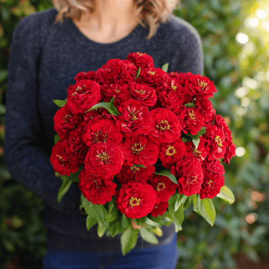 Cherry Queen Zinnia – 100 Seeds