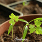 Flat Chervil – 200 Seeds