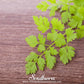 Flat Chervil – 200 Seeds