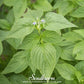 Chia – 250 Seeds