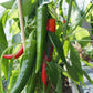 25 Organic KOREAN Dark GREEN PEPPER Lady Han Hot Chili Long Red Capsicum Annuum Seeds