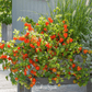 Chinese Lantern – 50 Seeds