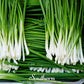 Garlic Chives – 250 Seeds